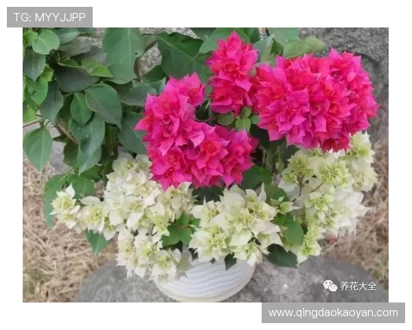 开运手机娱乐带来幸福生活的多种方式尽在指尖编辑